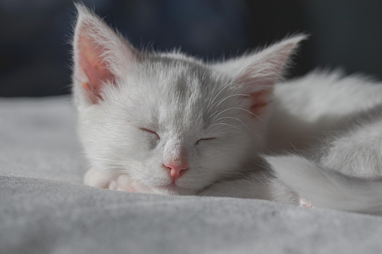 Kitten 4